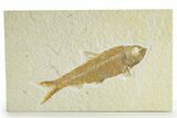 Detailed Fossil Fish (Knightia) - Wyoming #363795-1